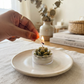 Succulent tealights box of 4